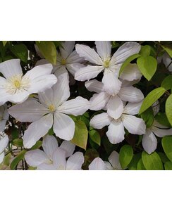 Bosrank - Clematis 'Chrysocoma'