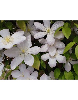 Bosrank - Clematis 'Chrysocoma'