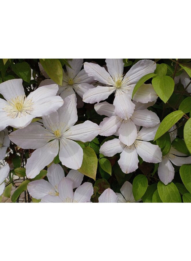 Bosrank - Clematis 'Chrysocoma'