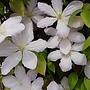 Bosrank - Clematis 'Chrysocoma'
