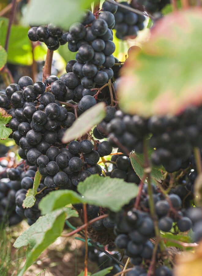 Blauwe druif | Vitis 'Eddy's Blue Wonder'