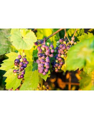 Blauwe druif | Vitis 'Fragola'