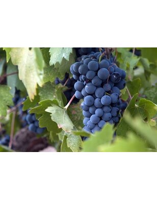 Blauwe druif | Vitis 'Frankenthaler'