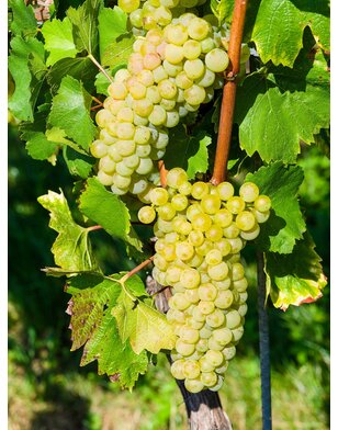 Druif | Vitis vinifera Vitis ‘Golden Champion’