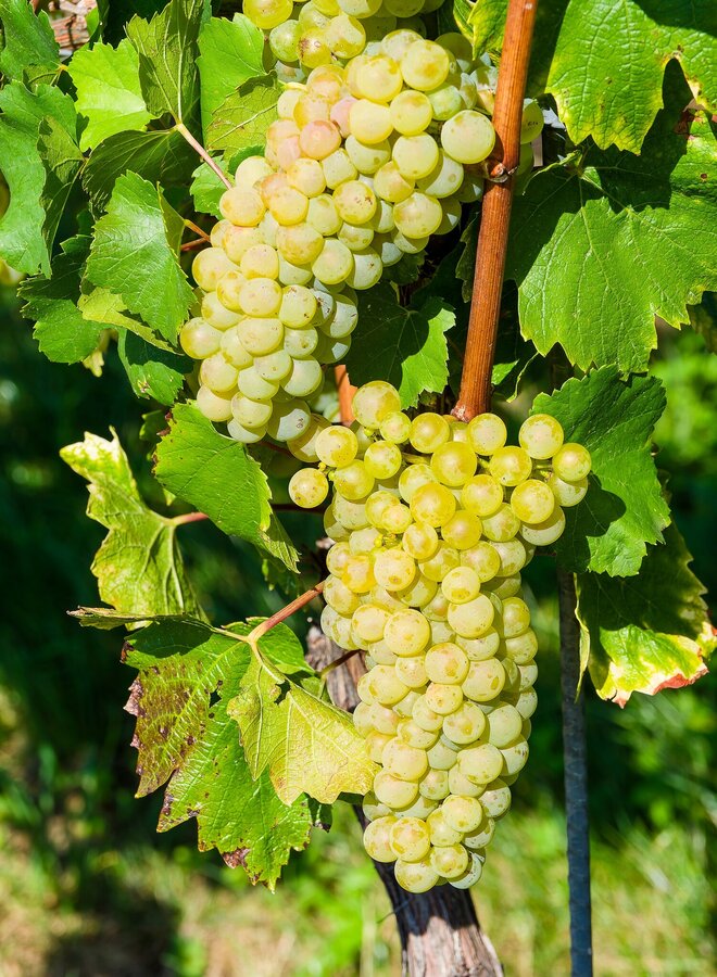 Druif | Vitis vinifera Vitis ‘Golden Champion’