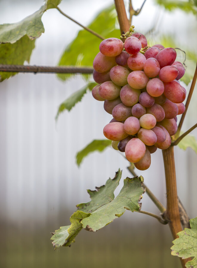 Rode druif | Vitis 'Suffolk Red'