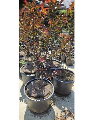Lagerstroemia in. Rhapsody in Blue