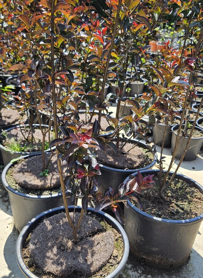 Lagerstroemia in. Rhapsody in Blue