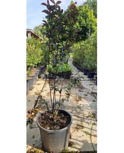 Lagerstroemia indica Rhapsody in Blue