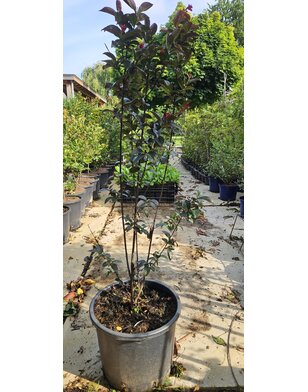 Lagerstroemia in. Rhapsody in Blue