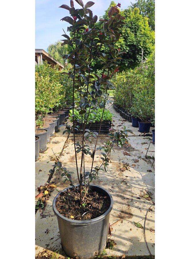 Lagerstroemia in. Rhapsody in Blue