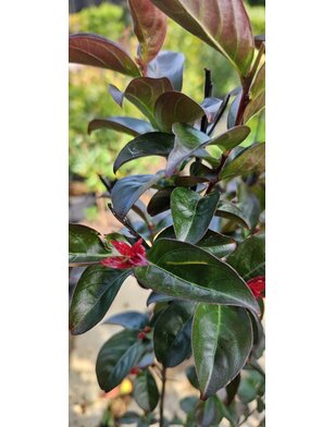 Lagerstroemia in. Rhapsody in Blue