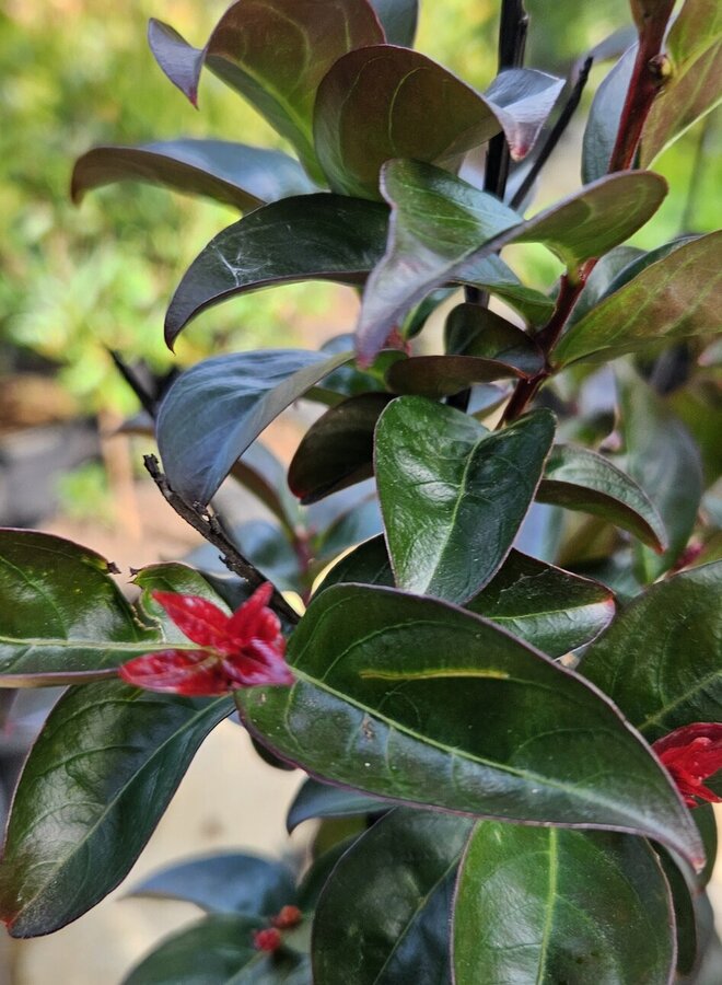 Lagerstroemia in. Rhapsody in Blue