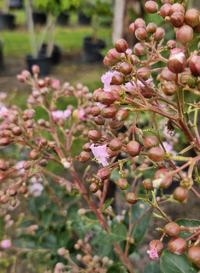 Lagerstroemia ind. Eveline