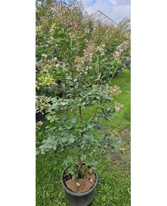 Lagerstroemia indica Eveline