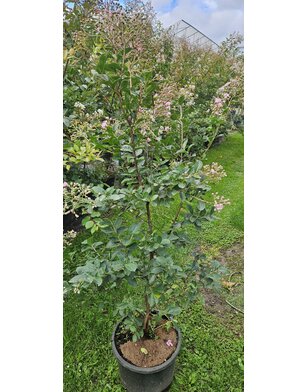 Lagerstroemia ind. Eveline