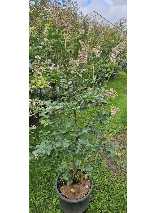 Lagerstroemia indica Eveline