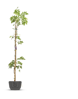 Blauwe regen | Wisteria flor. Aunt Dee