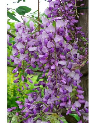 Blauwe regen | Wisteria sinensis 'Caroline'