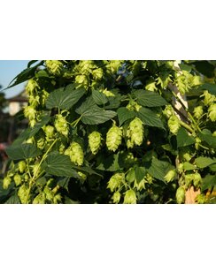 Hopplant | Humulus lupulus Nordbrau