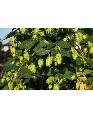 Hopplant | Humulus lupulus Nordbrau