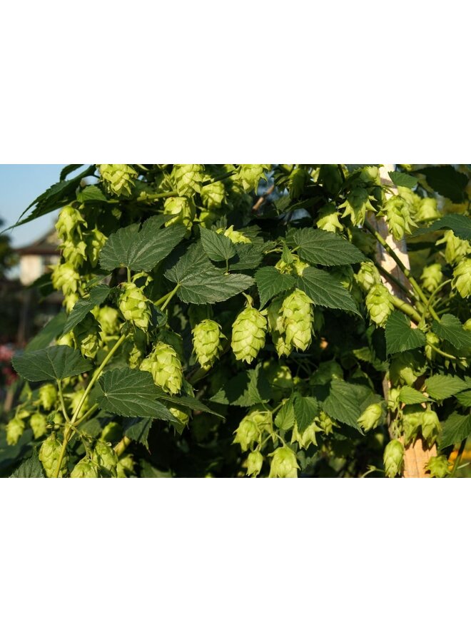 Hopplant | Humulus lupulus Nordbrau