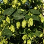 Hopplant | Humulus lupulus Nordbrau