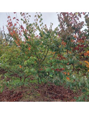 Japanse Zelkova | Zelkova serrata meerstammig