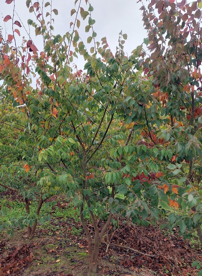Japanse Zelkova | Zelkova serrata meerstammig