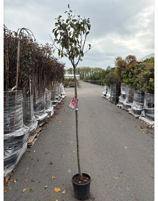 Sierappel | Malus Mokum