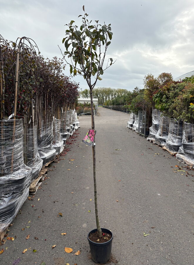 Sierappel op stam | Malus Royalty