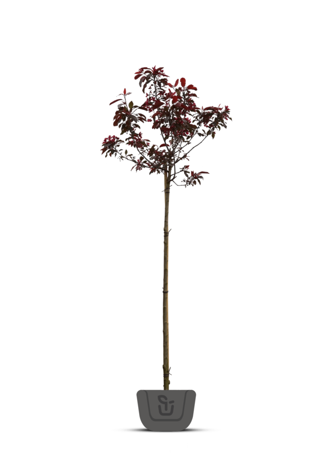 Sierappel | Malus Mokum