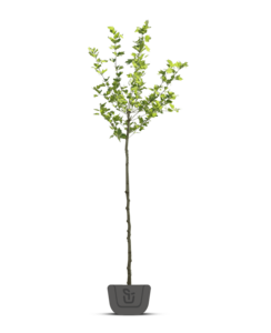 Plataan boom | Platanus hispanica in pot