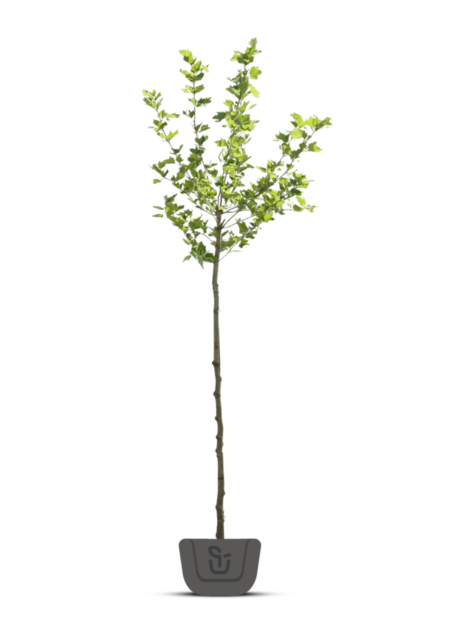 Plataan boom | Platanus hispanica in pot