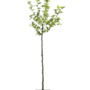 Plataan boom | Platanus hispanica in pot