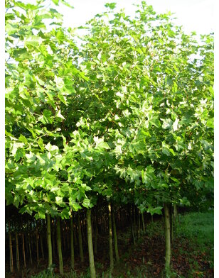 Plataan boom | Platanus hispanica in pot