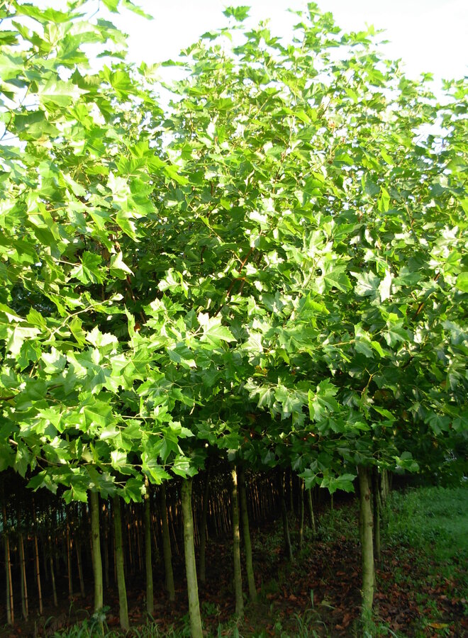 Plataan boom | Platanus hispanica in pot