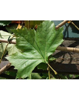 Plataan boom | Platanus hispanica in pot