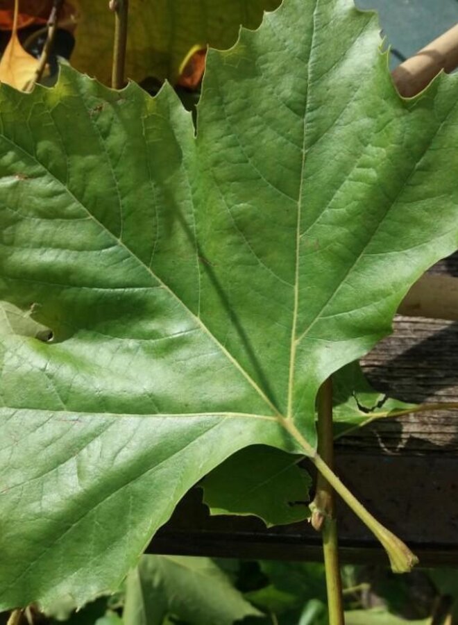 Plataan boom | Platanus hispanica in pot