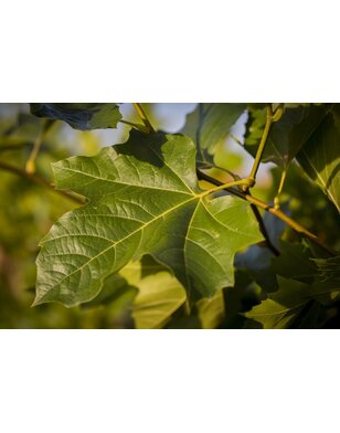 Leiplataan - Platanus hispanica in pot