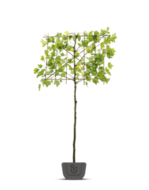 Leiplataan - Platanus hispanica in pot