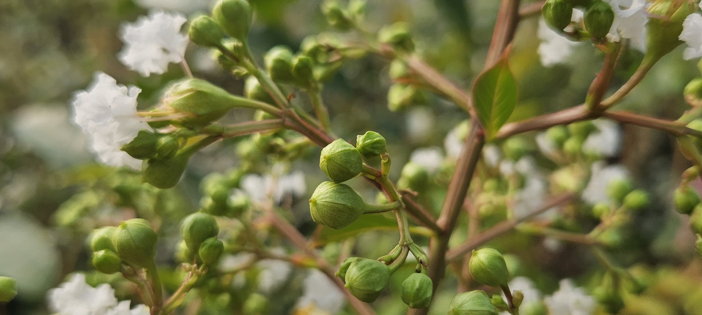 Oktober: de beste maand om bomen te planten | Start het plantseizoen slim