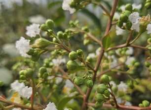 Oktober: de beste maand om bomen te planten | Start het plantseizoen slim
