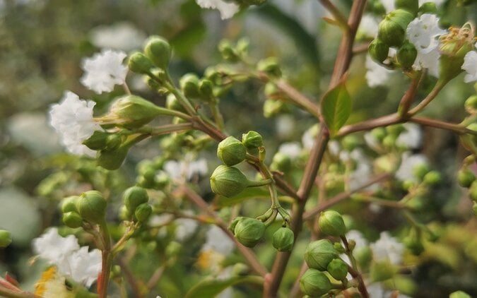 Oktober: de beste maand om bomen te planten | Start het plantseizoen slim
