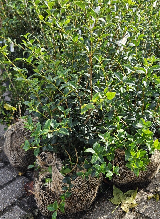 Osmanthus burkwoodii | Schijnhulst