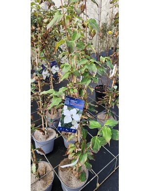 Kornoelje | Cornus kousa Flower Tower