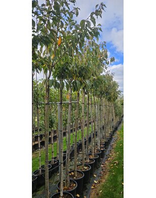 Japanse sierkers | Prunus serrulata Kanzan