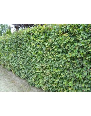 Groene Beuk voor haag | Fagus sylvatica in pot