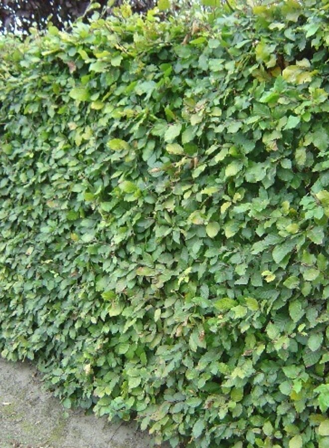 Groene Beuk voor haag | Fagus sylvatica in pot