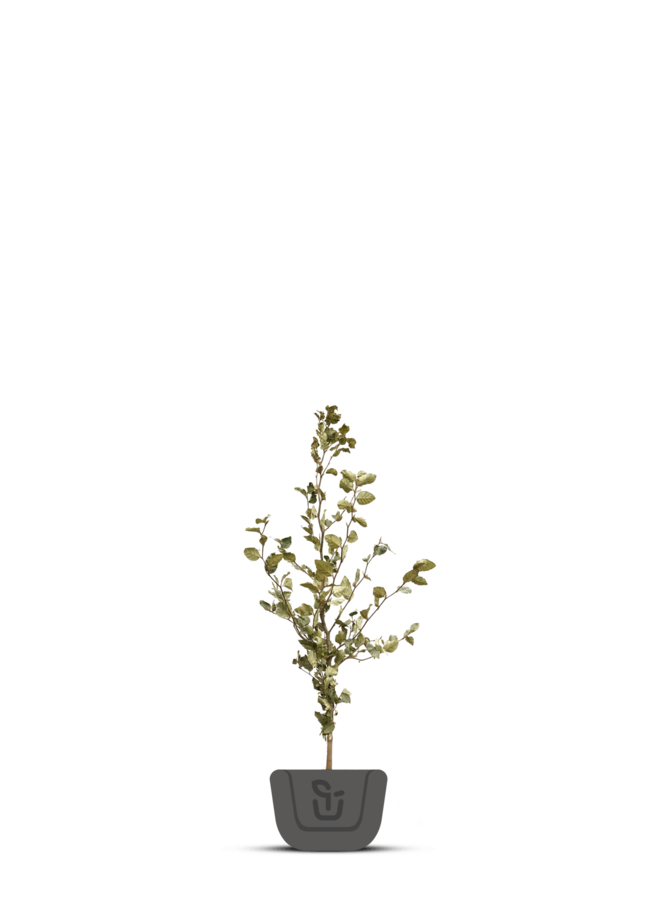 Groene Beuk voor haag | Fagus sylvatica in pot